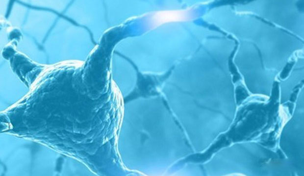 網(wǎng)格細(xì)胞